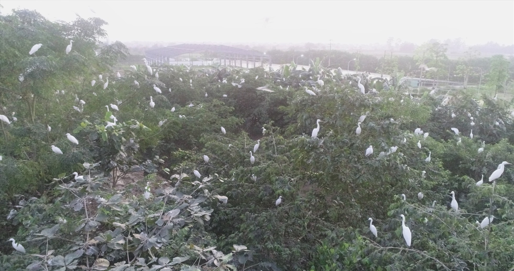 Đàn cò hàng nghìn con về quần tụ trên đảo nhân tạo của dự án. Ảnh: Hải Đăng