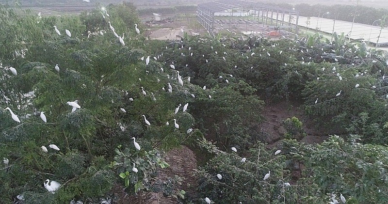 Trong khuôn viên dự án có nhiều cây xanh bóng mát cộng với môi trường an toàn và yên tĩnh đã thu hút rất nhiều chim, cò về cư ngụ, sinh sôi. Trong khuôn viên dự án có nhiều cây xanh bóng mát cộng với môi trường an toàn và yên tĩnh đã thu hút rất nhiều chim, cò về cư ngụ, sinh sôi.