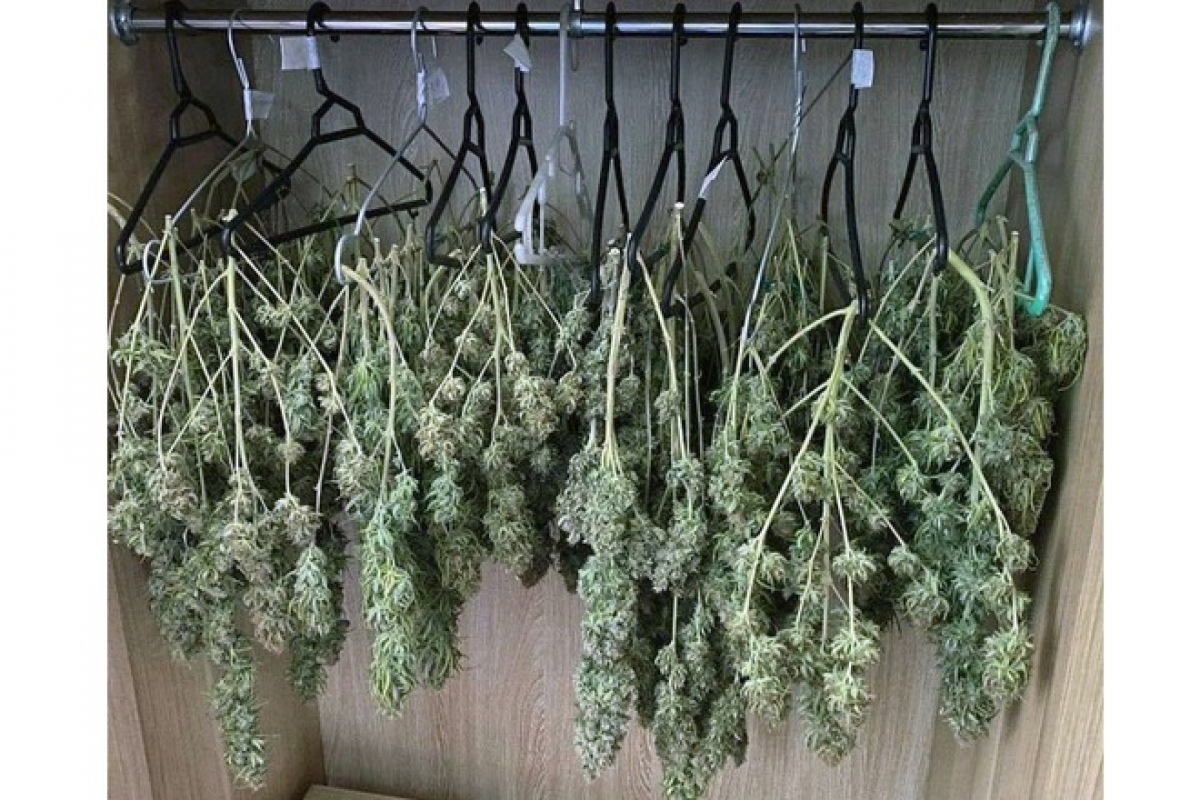 Số cần sa treo trong tủ quần áo của vợ chồng Tú, Phương.