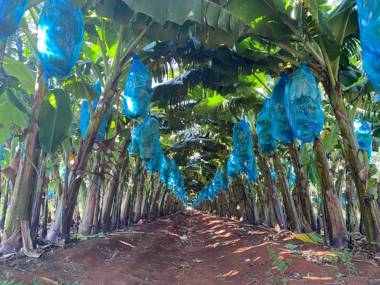 Trung Quốc chính thức nhập khẩu chuối tươi từ Việt Nam - ảnh 1