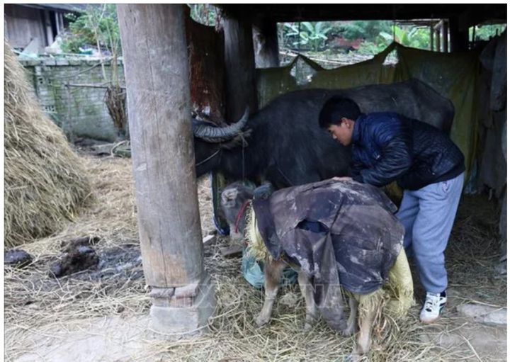 Các địa phương vùng núi Bắc Bộ chủ động ứng phó rét hại, băng giá, sương muối