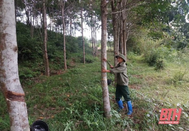 “Còn sức là còn lao động”