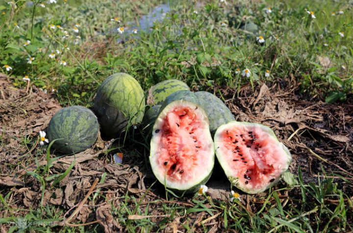 250 hecta dưa hấu khô héo