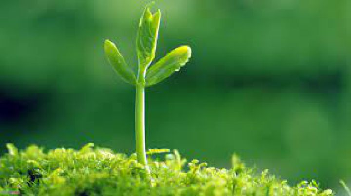 Lời hứa và niềm tin