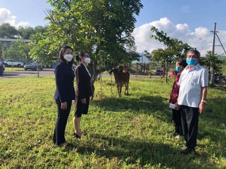 Hỗ trợ bò giống sinh sản cho nạn nhân chất độc da cam