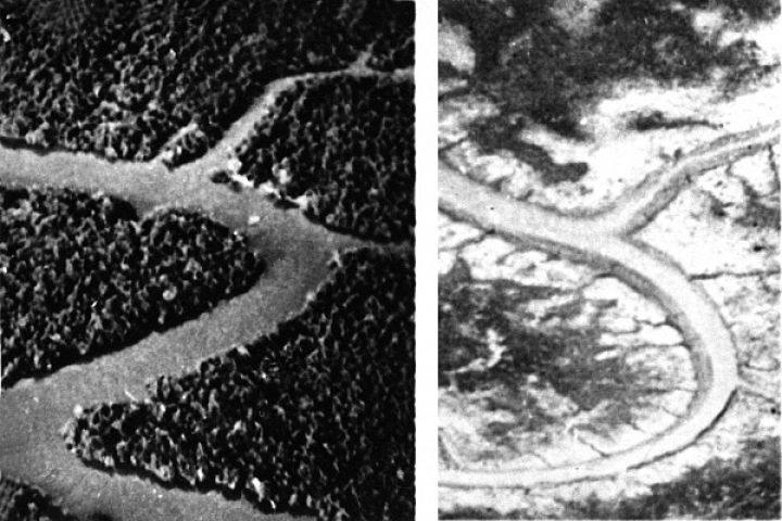 Phục hồi rừng sau chiến tranh hóa học ở Việt Nam