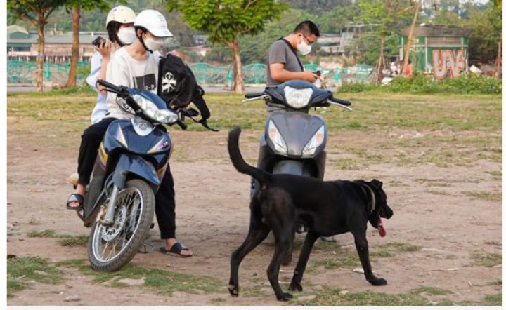 Hà Nội: Chó không xích, không rọ mõm vẫn chạy nhảy thoải mái nơi công cộng, phớt lờ lệnh bắt chó thả rông