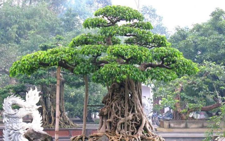 Cây sanh cổ giá 35 tỷ "giá trị thật ở chỗ nào"?