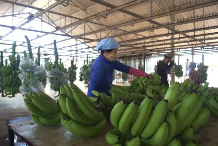 Trung Quốc 'ăn' ít, giá mít Thái rớt thảm còn vài ngàn/kg