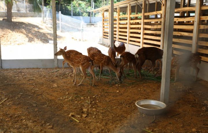 Tốt nghiệp đại học quyết không đi xin việc, bỏ về quê nuôi hươu thu 2 tỷ/năm