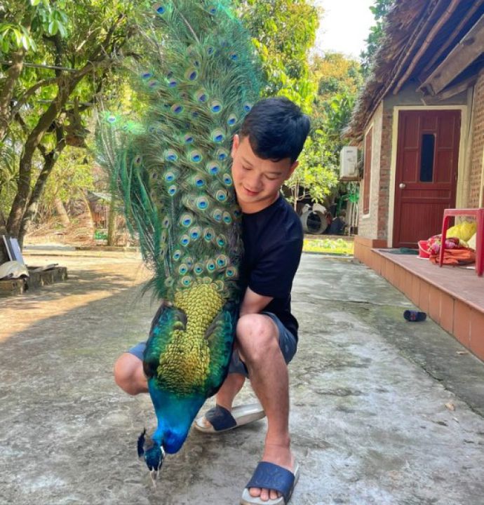 Chàng trai tốt nghiệp ĐH Bách khoa Hà Nội, bỏ việc kỹ sư để về quê nuôi chim công