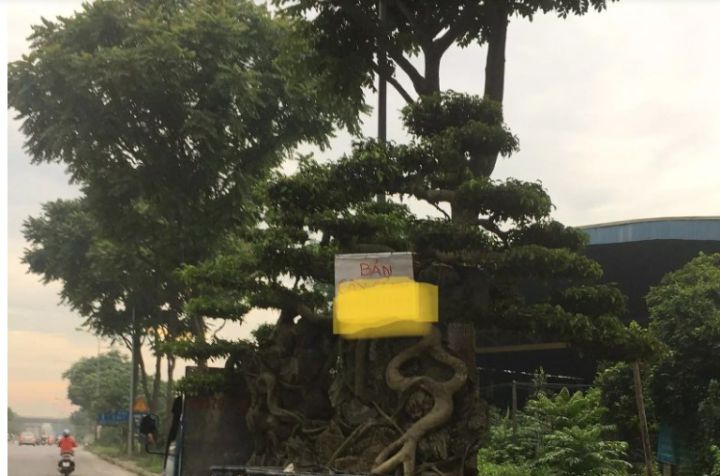 Siêu cây cảnh trăm triệu một thời, nay bán rao vệ đường giá rẻ