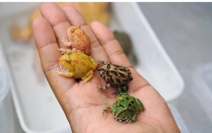Chơi lạ, chi tiền triệu mua con ếch sắc màu nuôi làm thú cưng