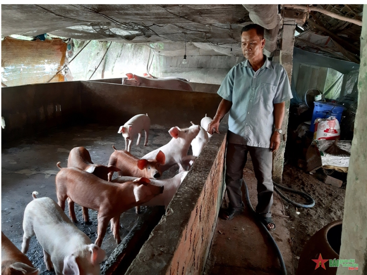 Cựu chiến binh chăn nuôi, sản xuất giỏi