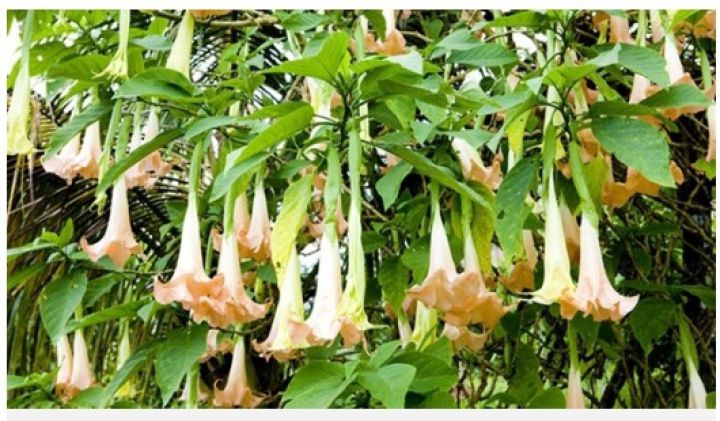 8 người ngộ độc tại Bắc Kạn do hái nhầm lá cây hoa chuông để nấu canh