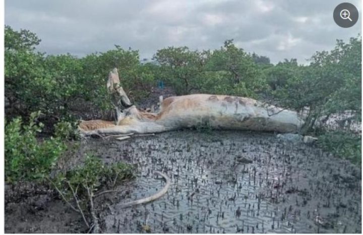 Xác cá voi nặng 10 tấn dạt vào rừng ngập mặn ở Quảng Ninh