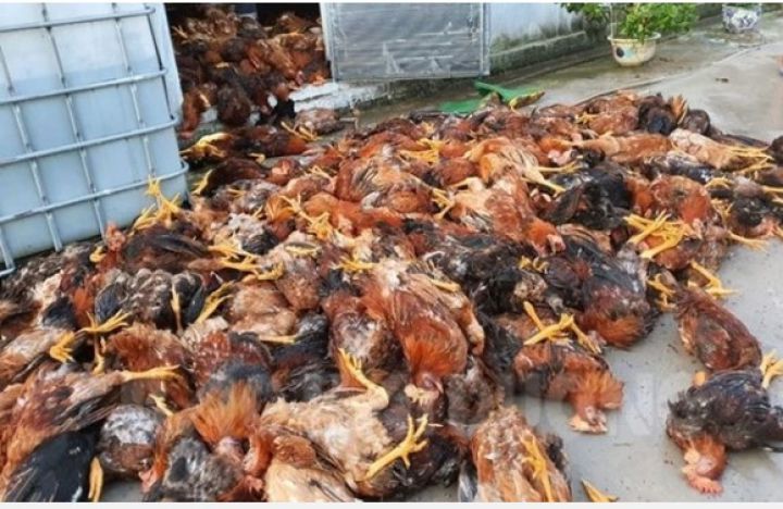 Hải Dương: Đàn gà 6.000 con bị sét đánh chết