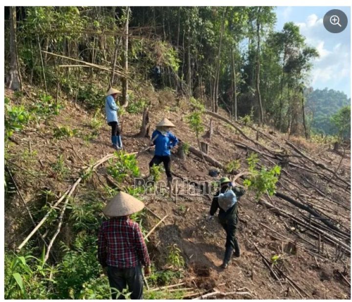Sơn Động: Người dân đã trồng lại cây bản địa vào diện tích đất rừng lấn chiếm