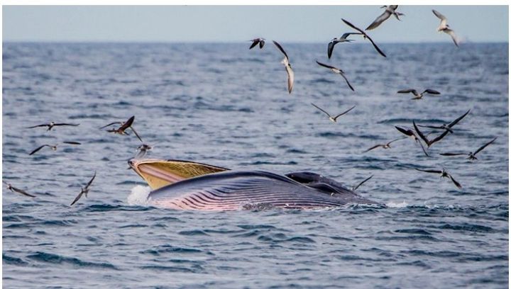 Cá voi xuất hiện trên vùng biển Quảng Ninh