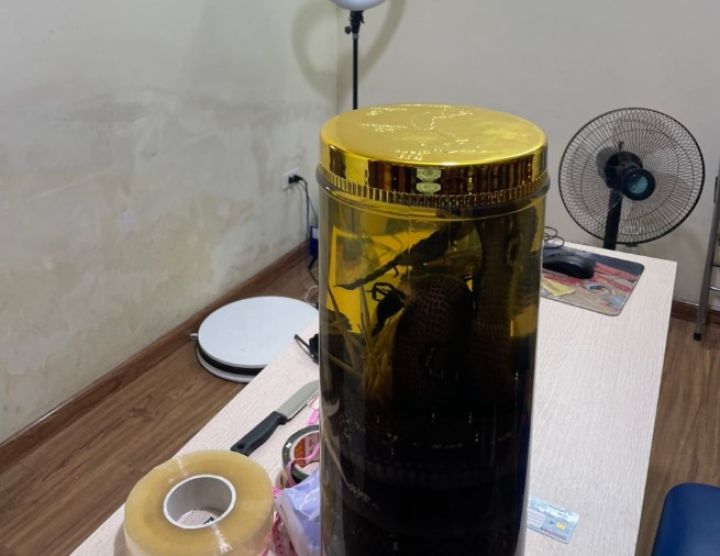 Hà Nội: Tạm giữ 918,6 lít rượu ngâm cá thể động, thực vật không rõ nguồn gốc xuất xứ