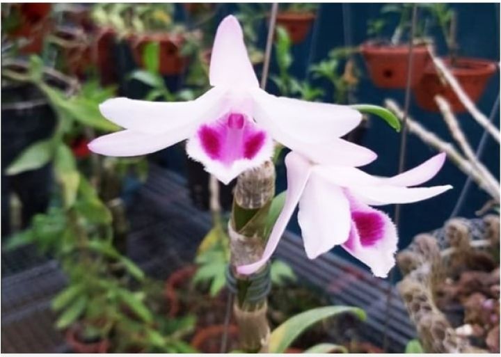 Lan đột biến hết thời, rẻ như rau: Người từng dốc tiền tỷ chơi hoa nói gì?