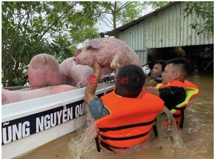 Cảm động những hình ảnh ấm tình người trong mưa lũ miền Trung