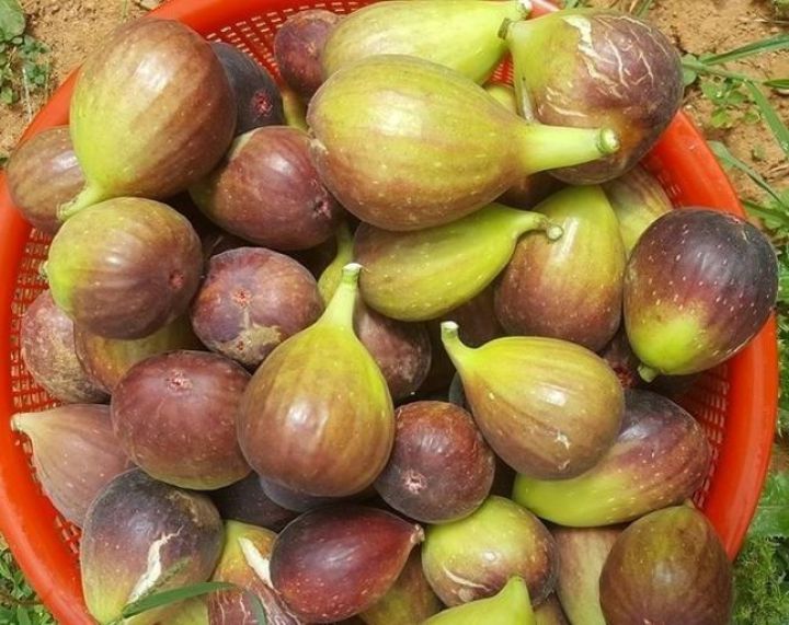 Tò mò về loại sung 'siêu to khổng lồ' xuất hiện ở Việt Nam