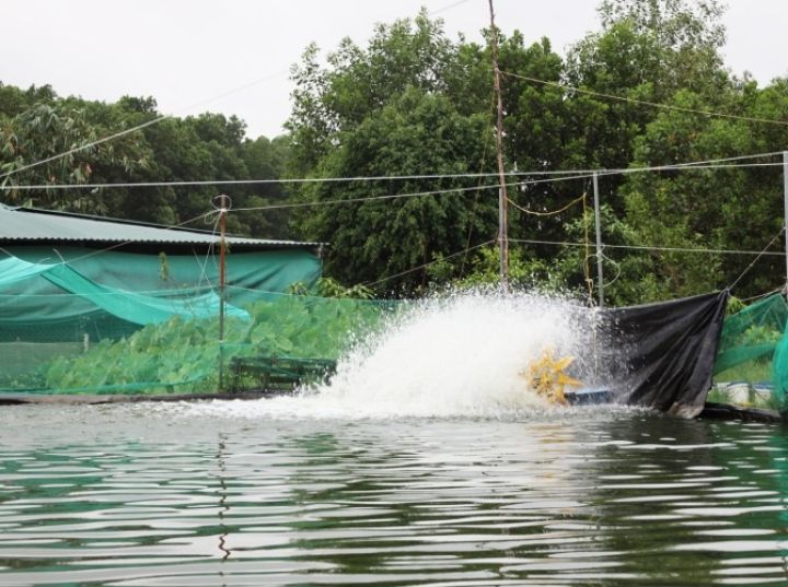 Hà Tĩnh: Nông dân thu lãi gần 500 triệu mỗi năm nhờ nuôi cá lóc trong bể xi măng